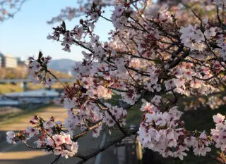 Cherry blossoms along the Kamo River 2019