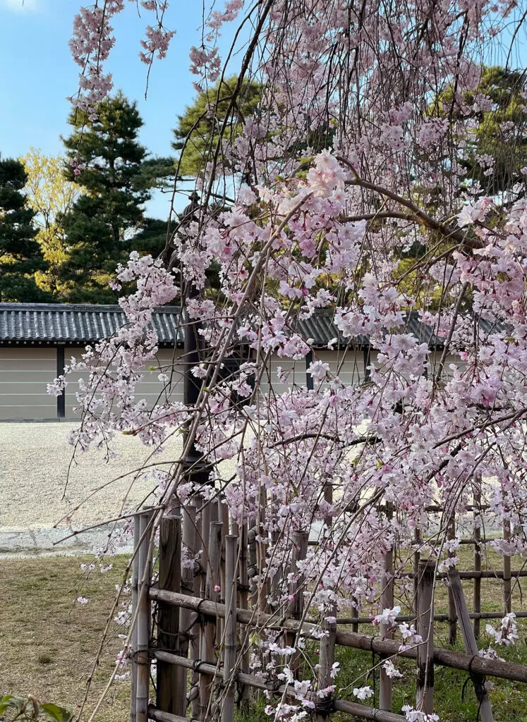 Cherry blossoms in Kyoto Imperial Garden 2023