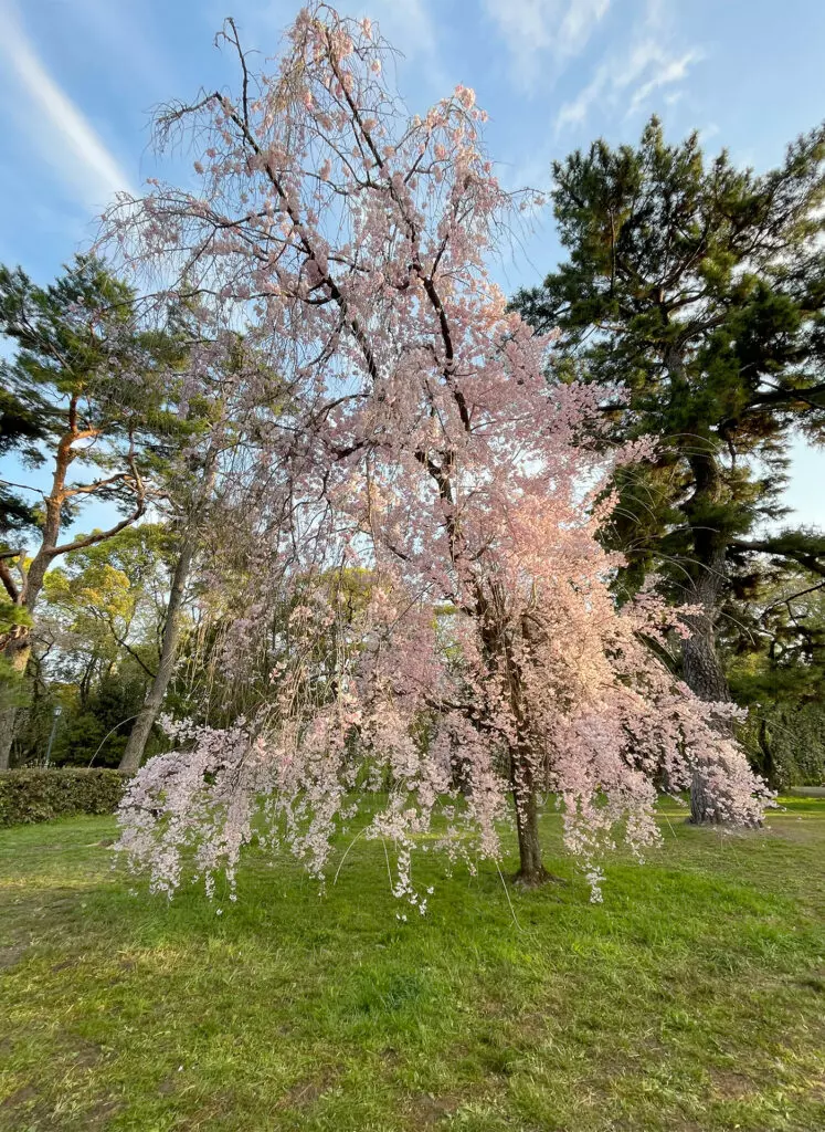 Cherry blossoms in Kyoto Imperial Garden 2023