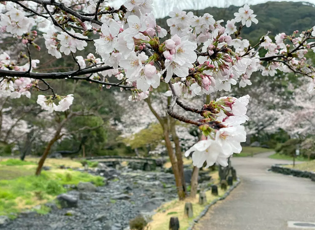 Cherry blossoms in Maruyama Park 2023