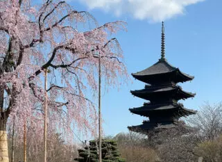 Cherry blossoms at Toji Temple 2023