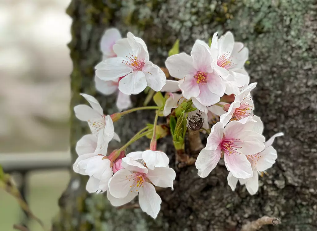 Cherry blossoms in Kyoto