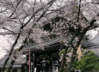 Cherry blossoms at Higashi-Honganji Temple 2021