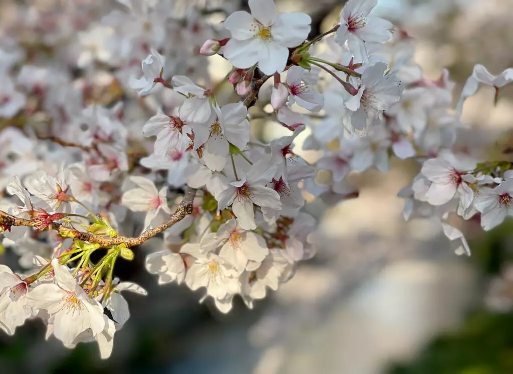 Cherry blossoms in Kyoto