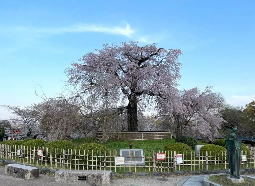 Weeping cherry blossoms in Maruyama Park 2021