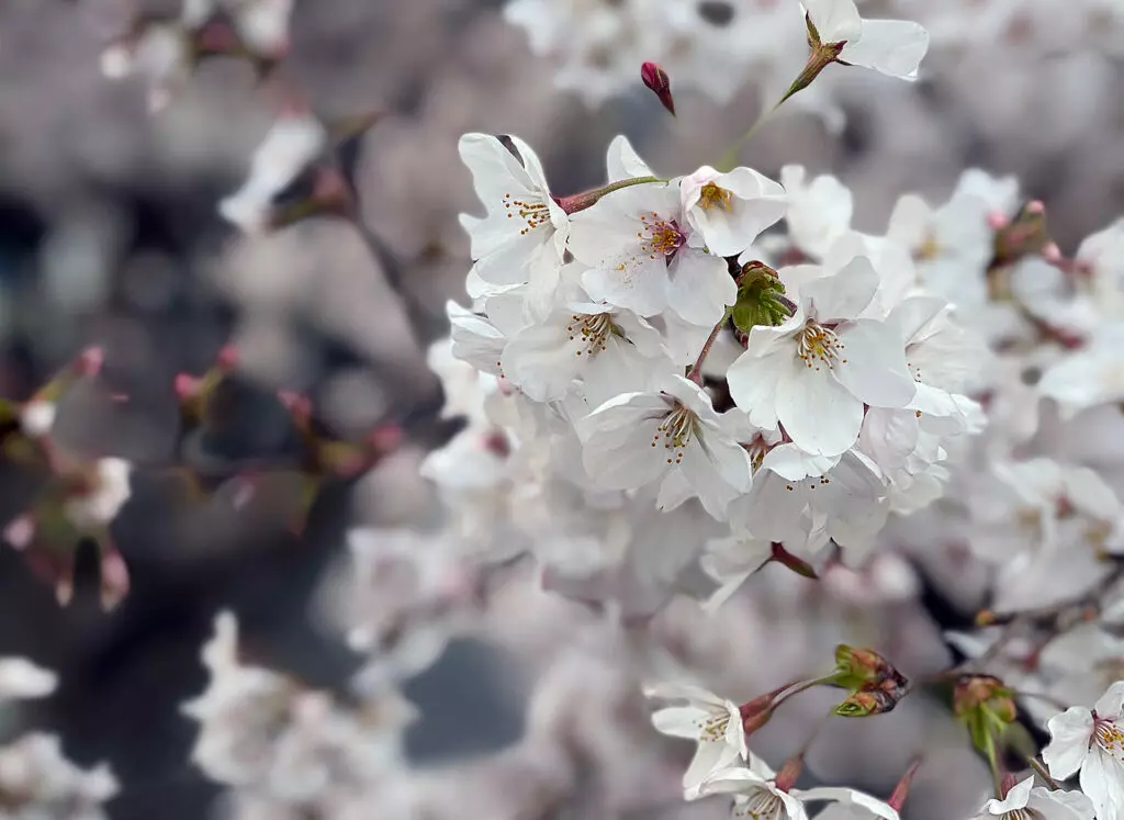 Cherry blossoms in Kyoto