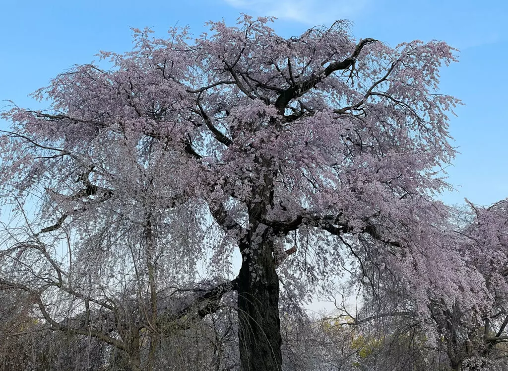 Weeping cherry blossoms in Maruyama Park 2021
