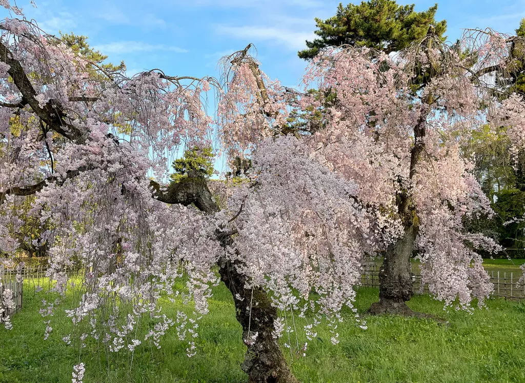Cherry blossoms in Kyoto Imperial Garden 2023