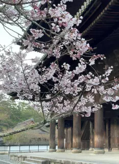Cherry blossoms at Nanzenji Temple 2023