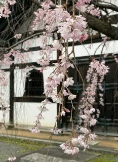 Cherry blossoms at Kenninji Temple 2023