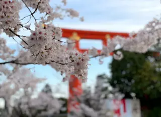 Cherry blossoms and the torii gate of Heian Shrine, 2022