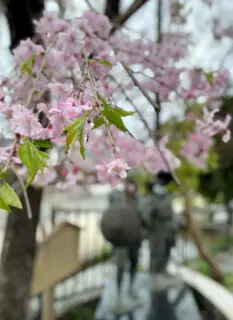 Cherry blossoms near Sanjo Ohashi Bridge 2021
