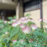 summer flowers