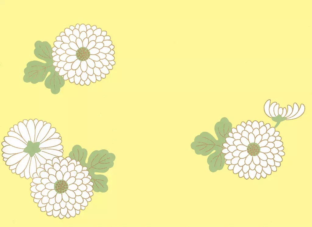 Illustration of chrysanthemum