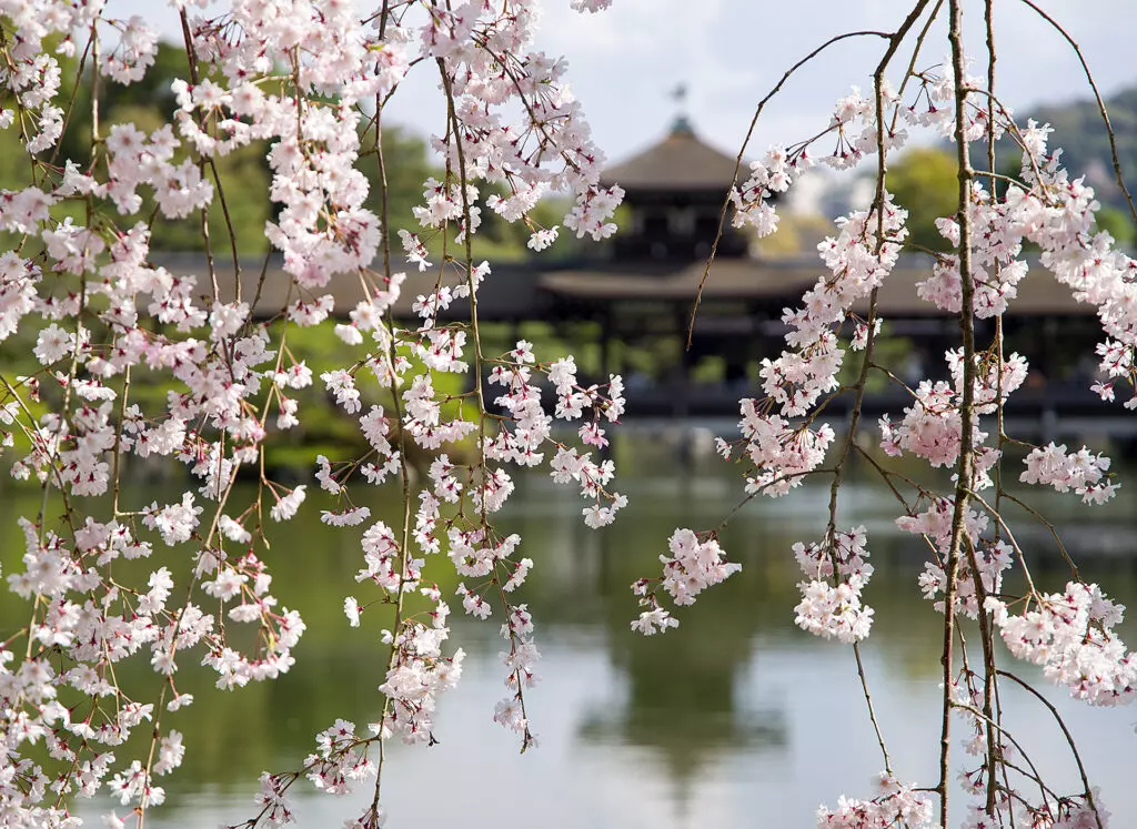 Kyoto spring image