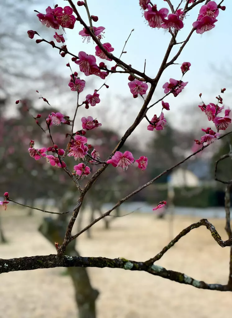 Spring: plum blossoms in the Kyoto Imperial Palace Gardens