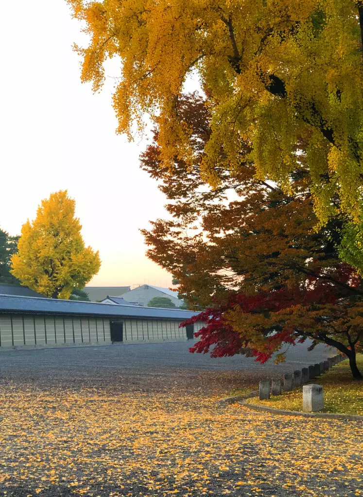 Autumn: Maple leaves in the Kyoto Gyoen