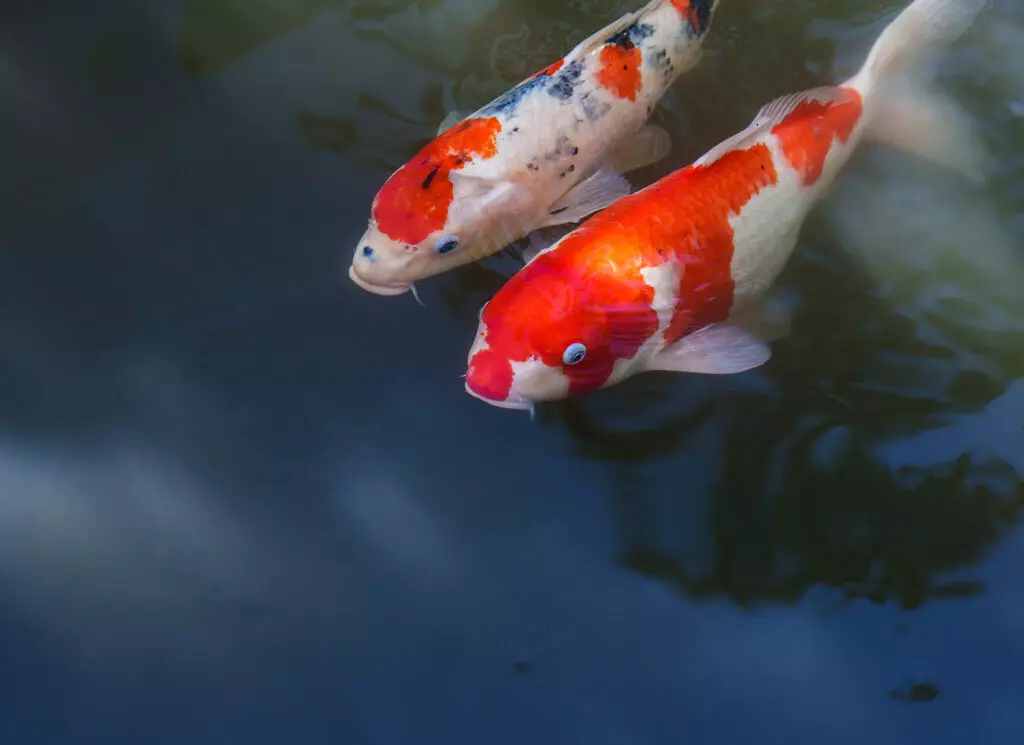 Koi: A Symbol of Wealth and Tradition