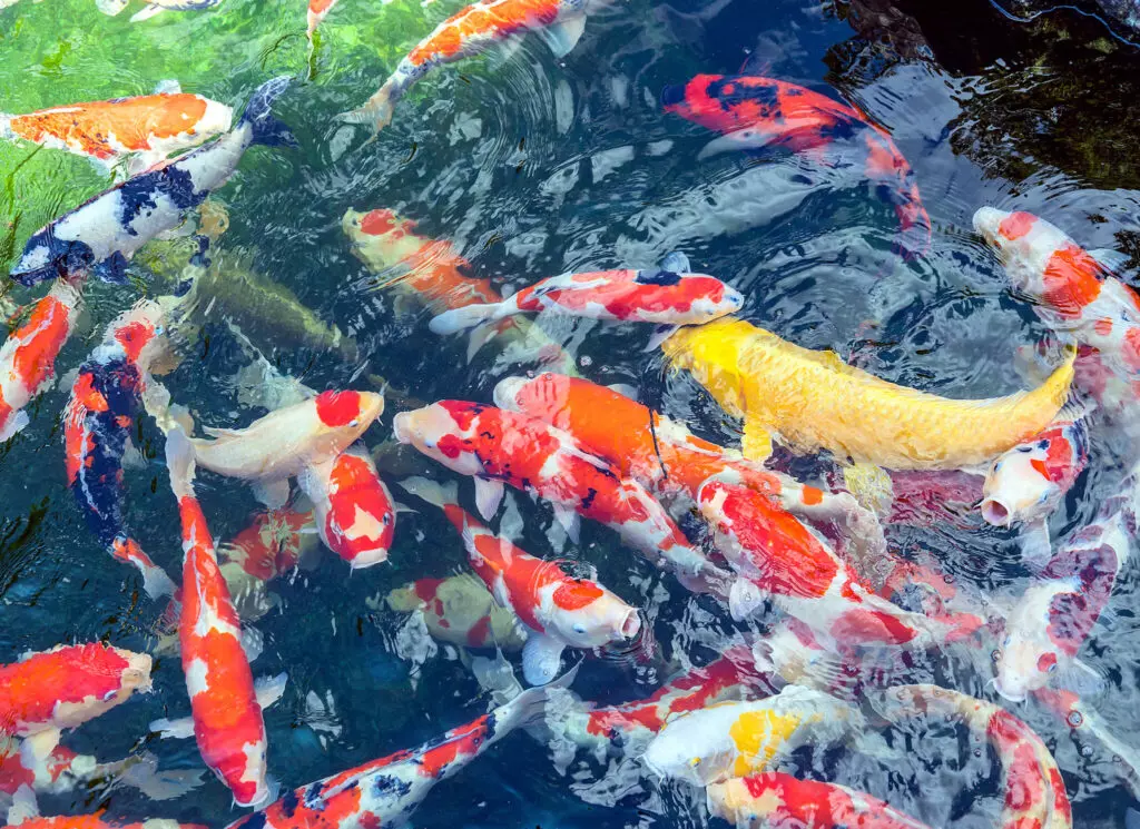 Koi: A Symbol of Wealth and Tradition