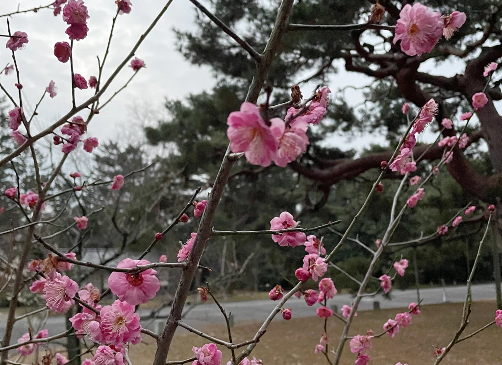 peach blossoms
