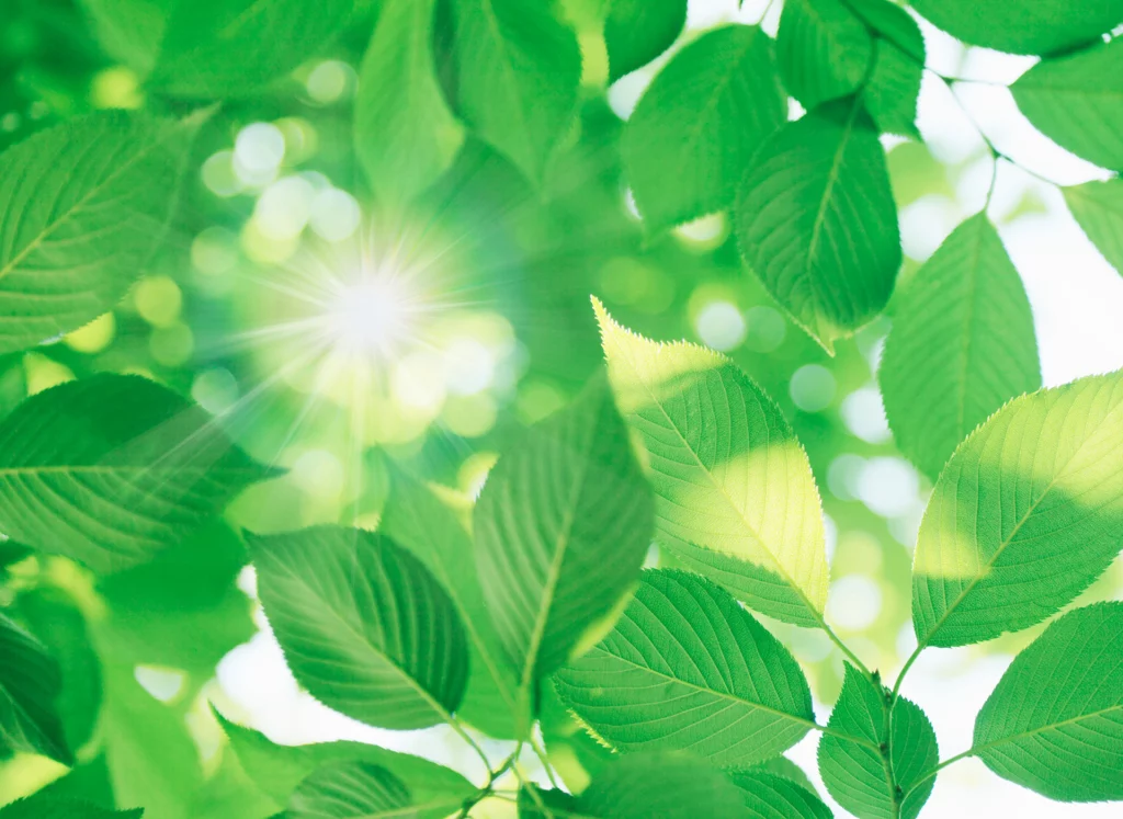 green leafs