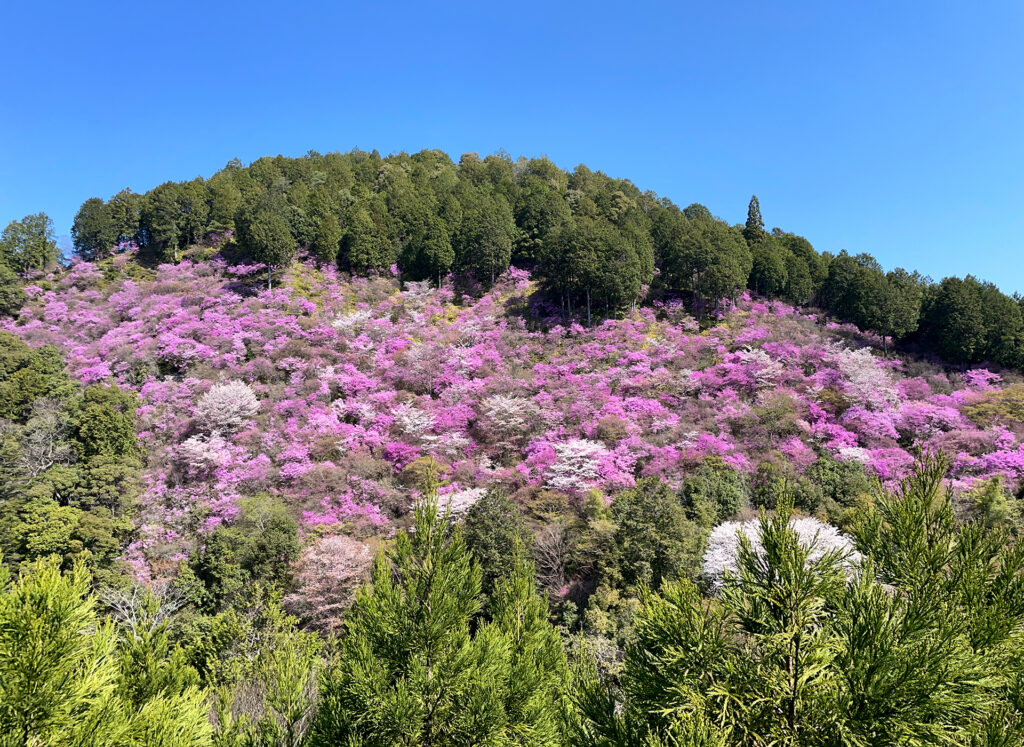 Mitsuba azalea of Mt. Maki