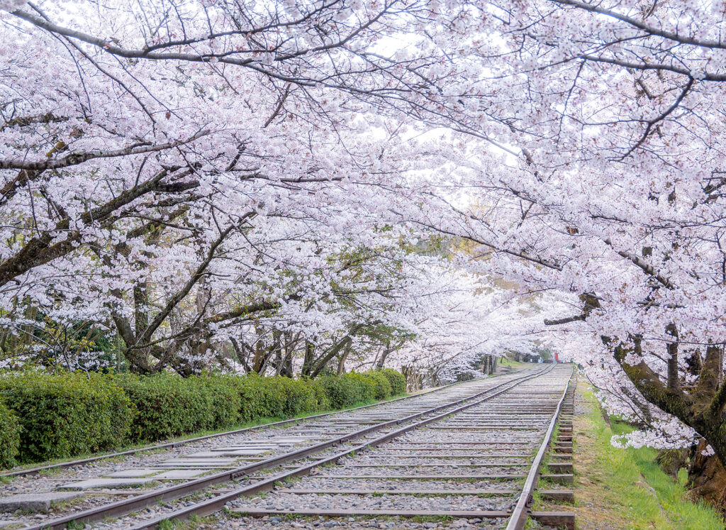 Spring: Cherry blossoms at Keage Incline