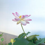 Lotus flower