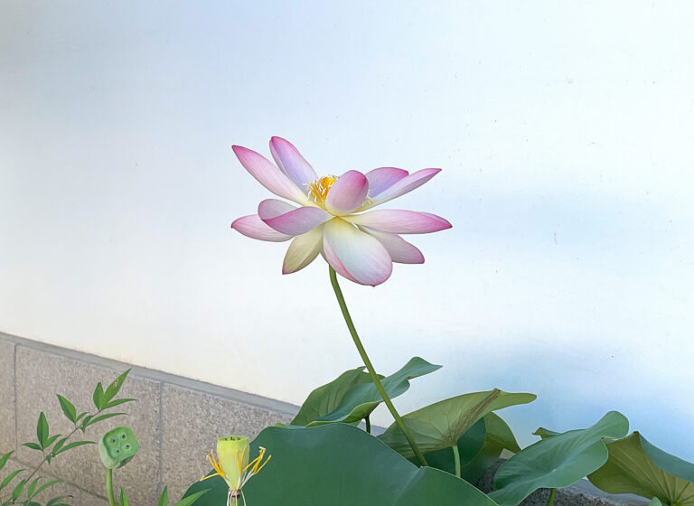 Lotus flower