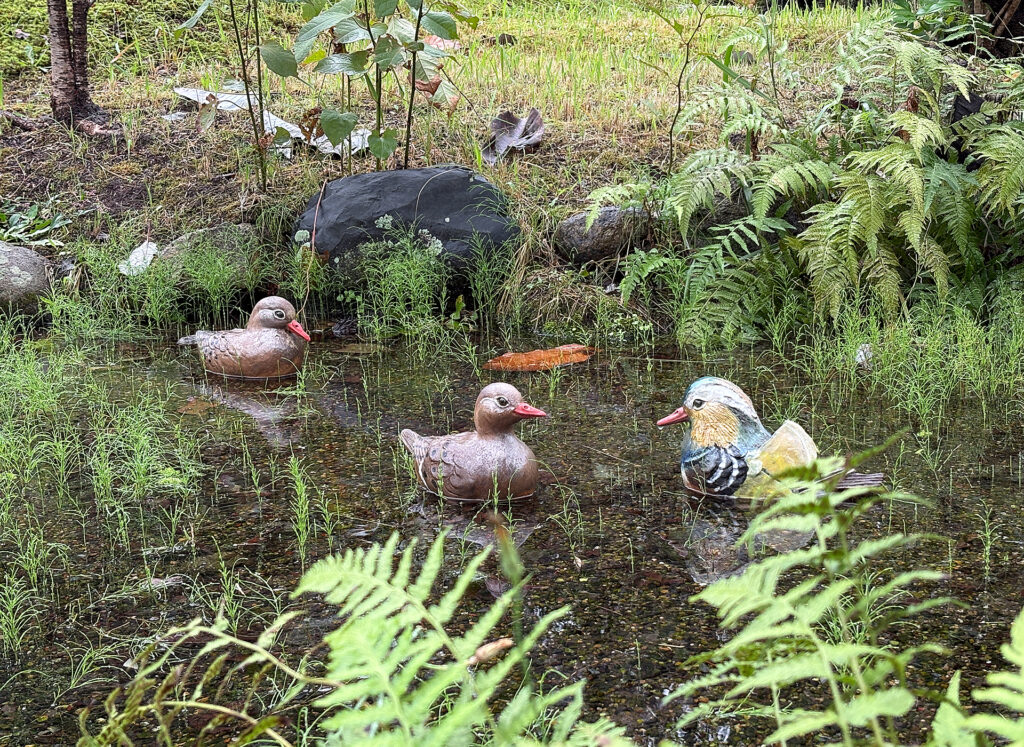 Mallard and Mandarin Duck by Makimasa Imai
