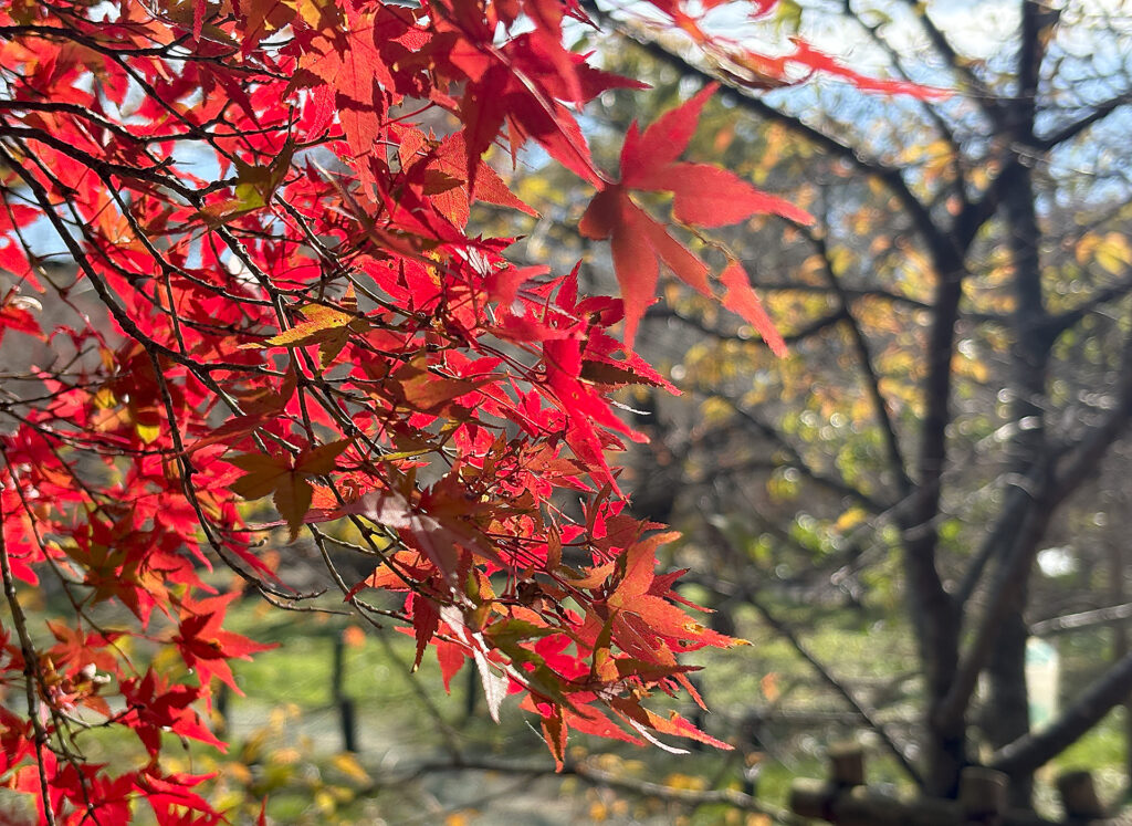 Autumn Foliage at Kyoto Botanical Garden