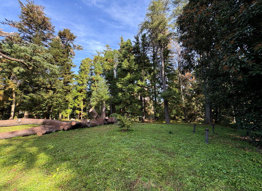 Coniferous Forest within Kyoto Botanical Garden
