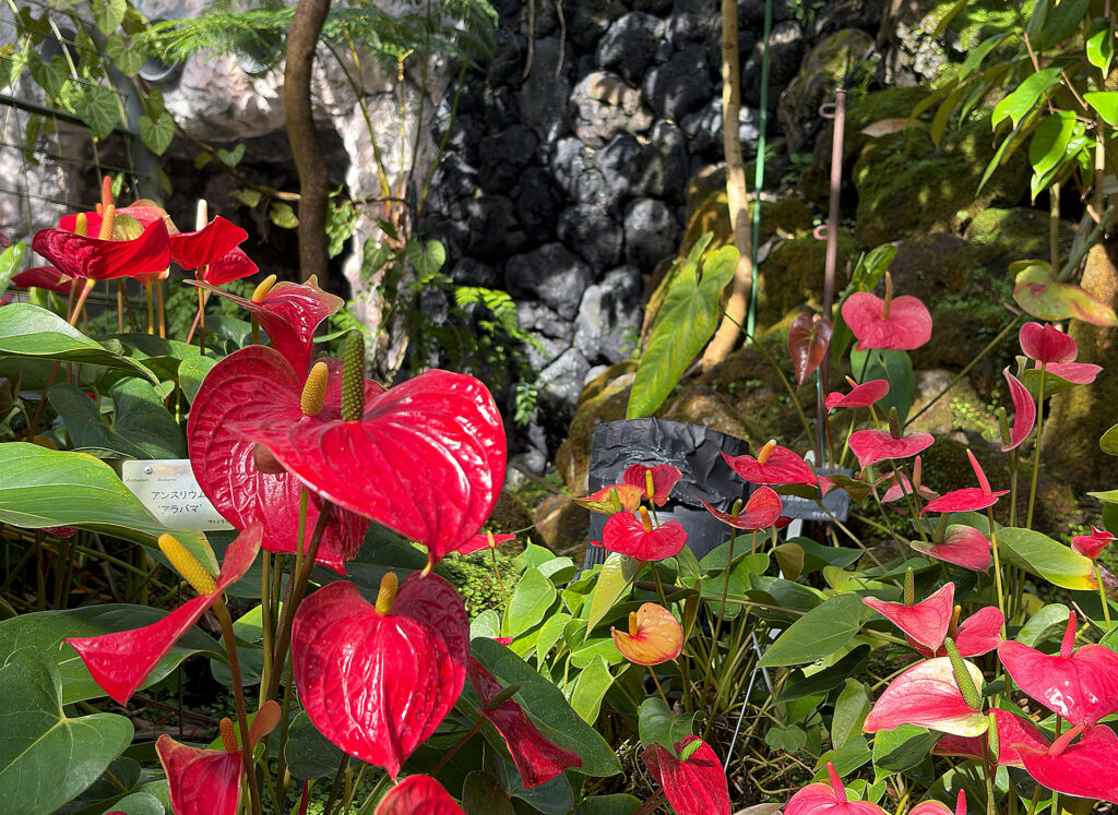 Flowers in the Conservatory