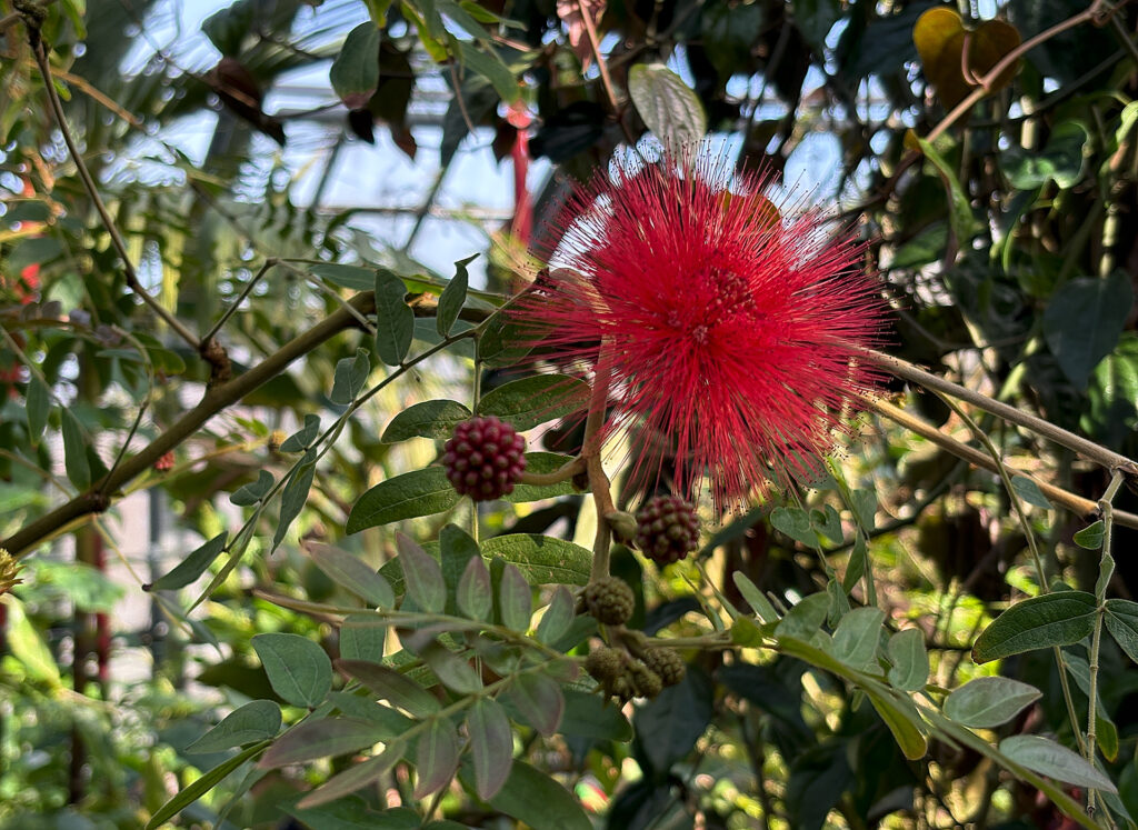 Flowers in the Conservatory