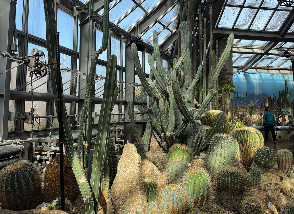 Flowers in the Conservatory
