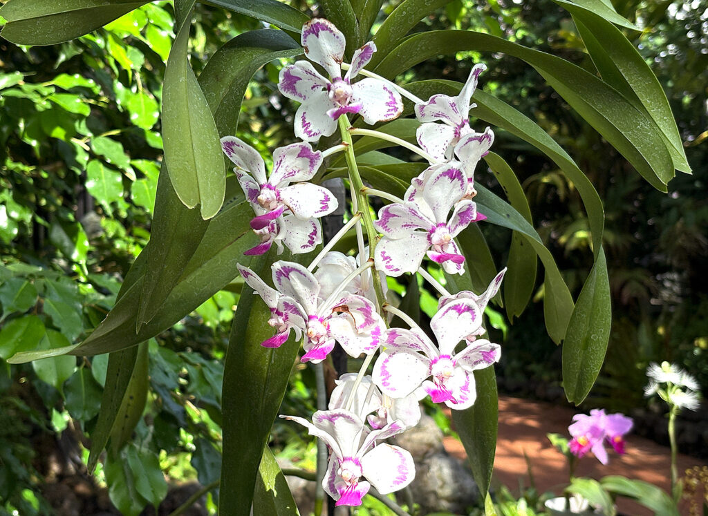 Flowers in the Conservatory
