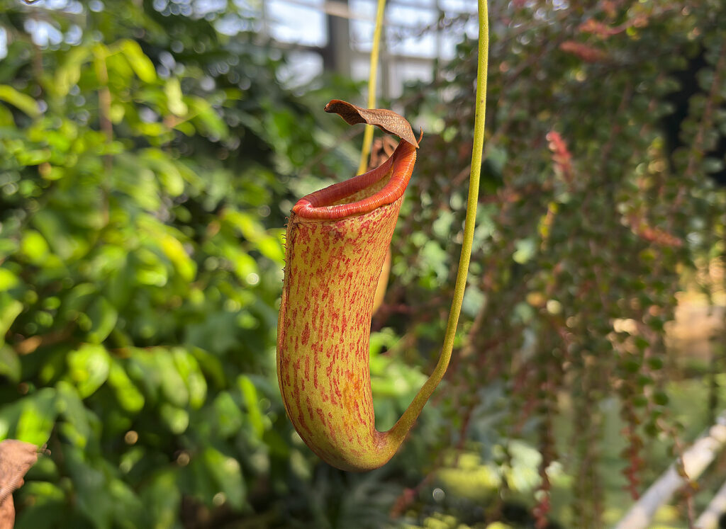 Flowers in the Conservatory