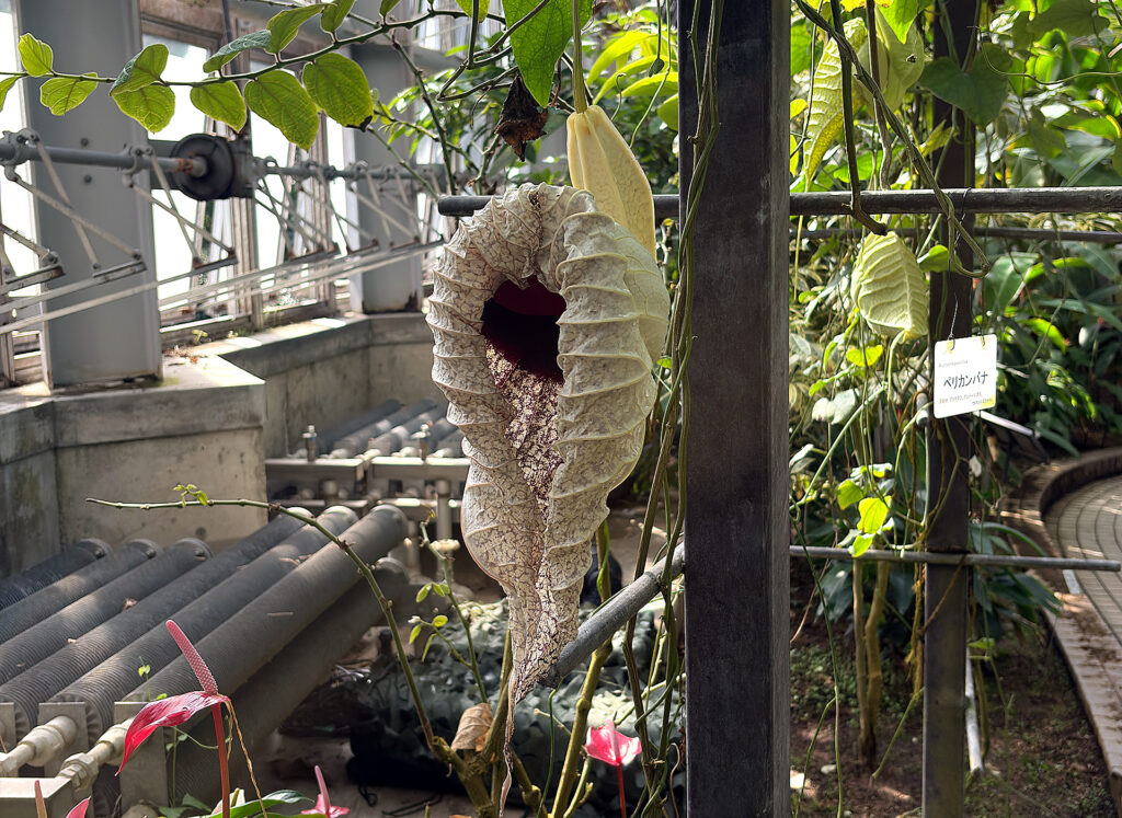 Flowers in the Conservatory