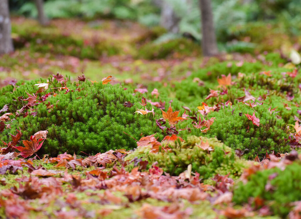 Wabi-Sabi: Finding Quiet Beauty in Everyday Life