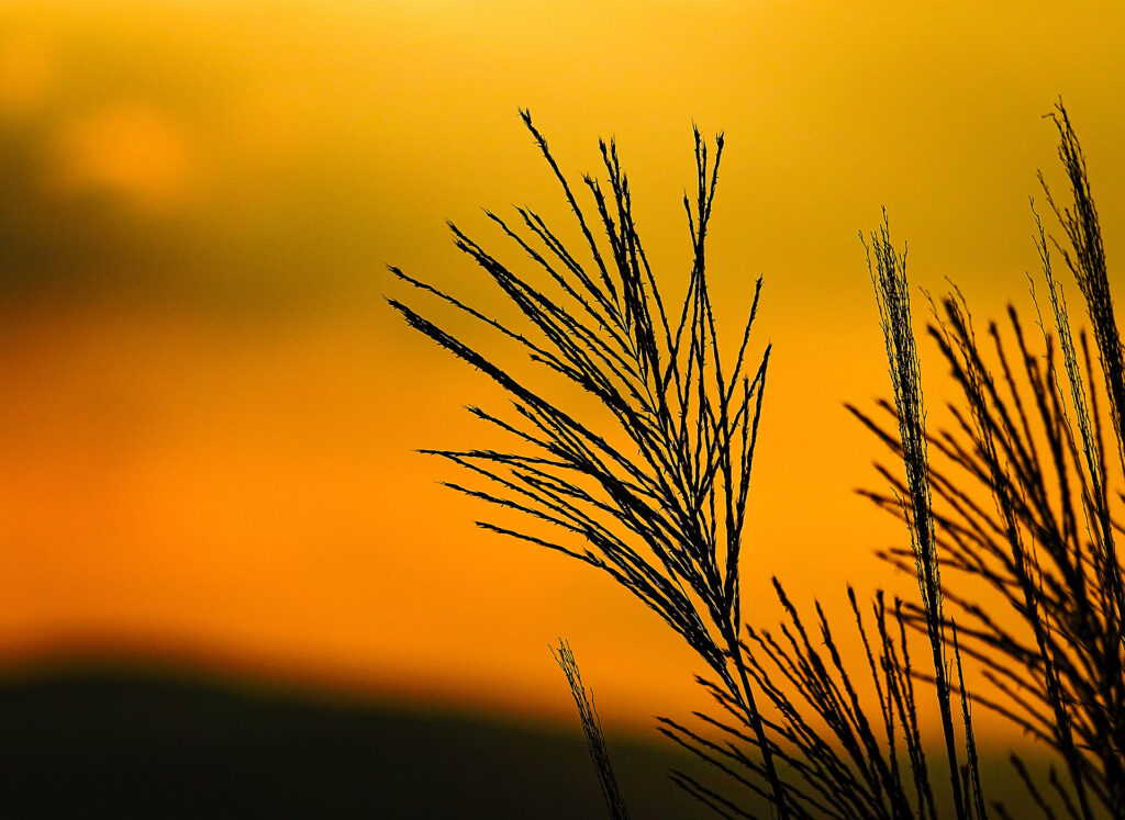 Wabi-Sabi: Finding Quiet Beauty in Everyday Life