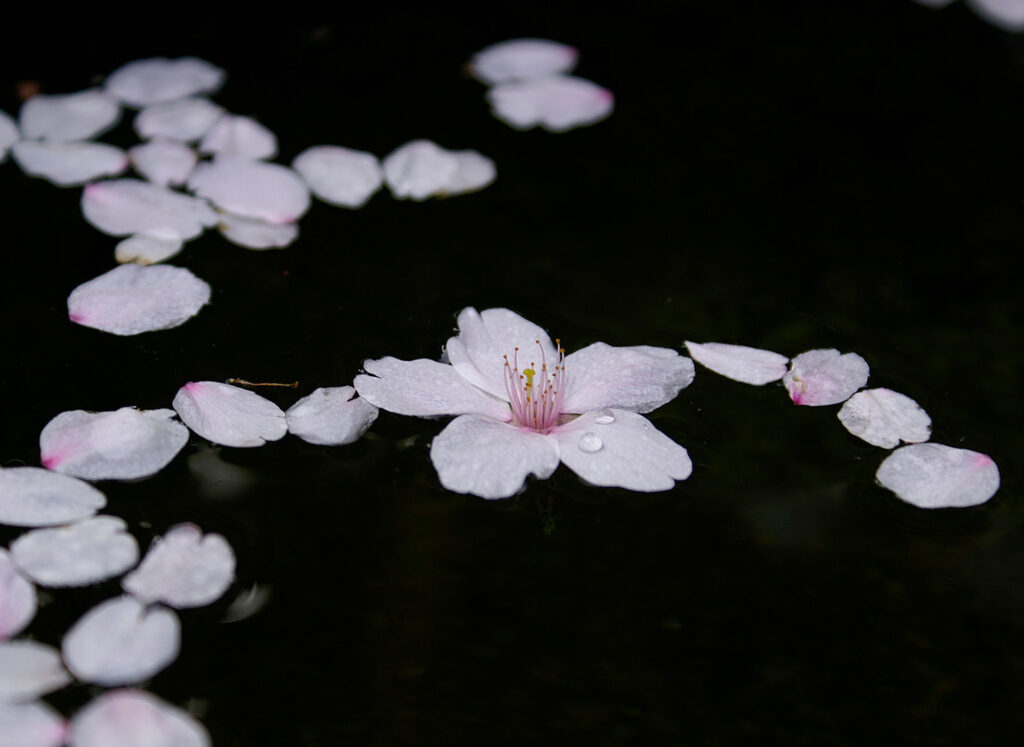 Wabi-Sabi: Finding Quiet Beauty in Everyday Life