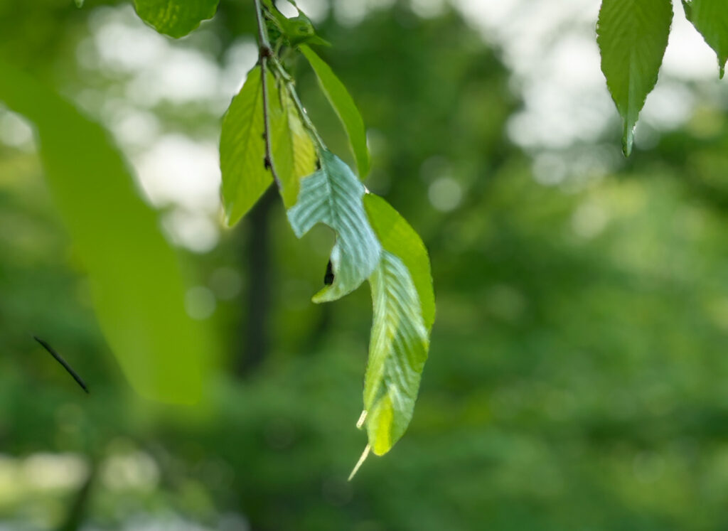 Image of fresh greenery