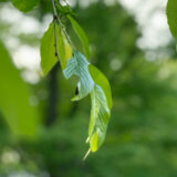 Image of fresh greenery